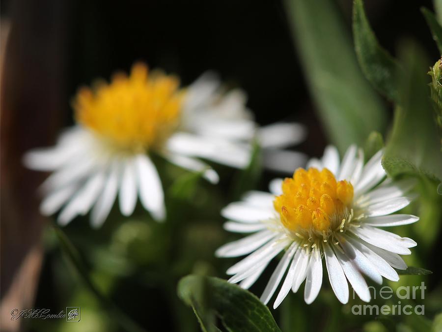 Wildflower named White Panicle Aster #2 Photograph by J McCombie