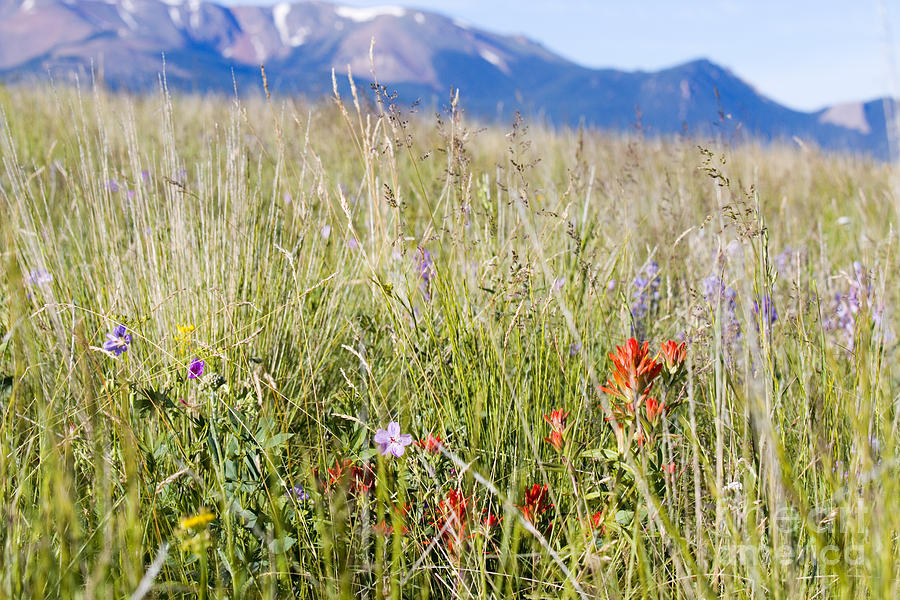 Wildflowers and Pikes Peak in the Pike National Forest #2 Photograph by Steven Krull