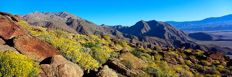 Wildflowers On Rocks, Anza Borrego #2 Photograph by Panoramic Images