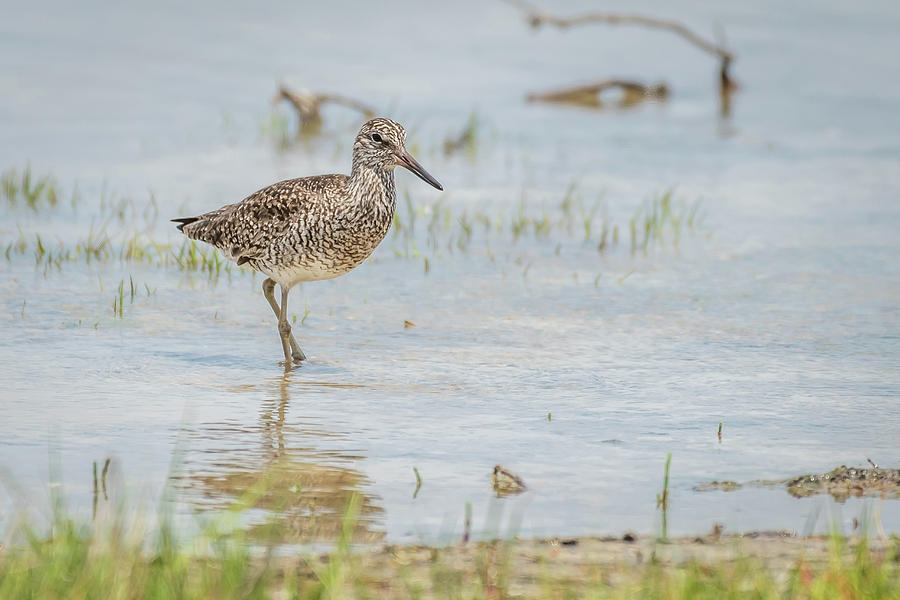 Willet #2 Photograph by Gary E Snyder
