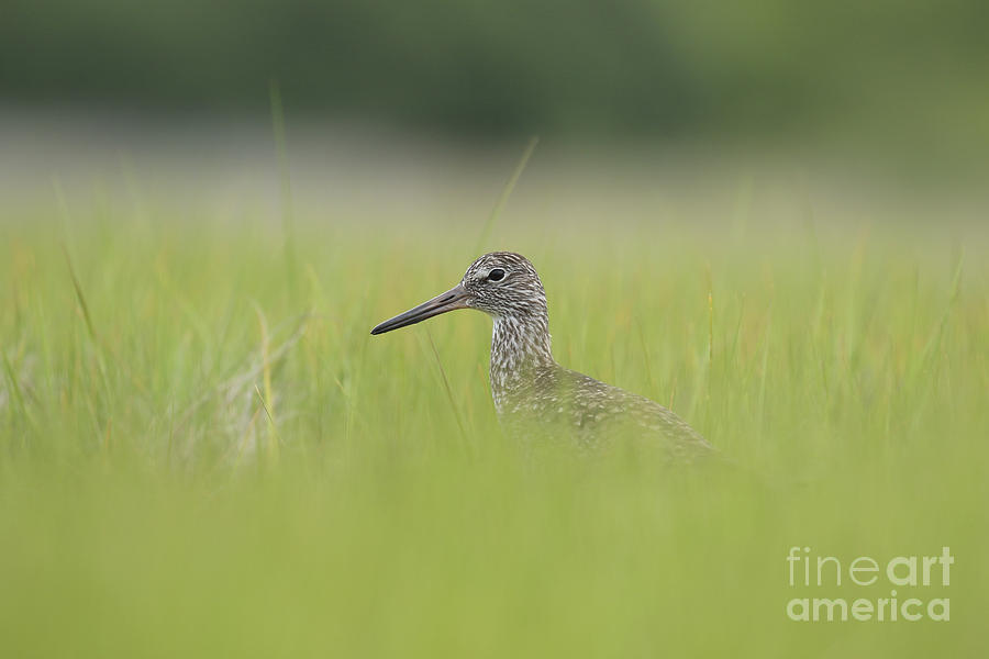 Willet #2 Photograph by Heidi Farmer