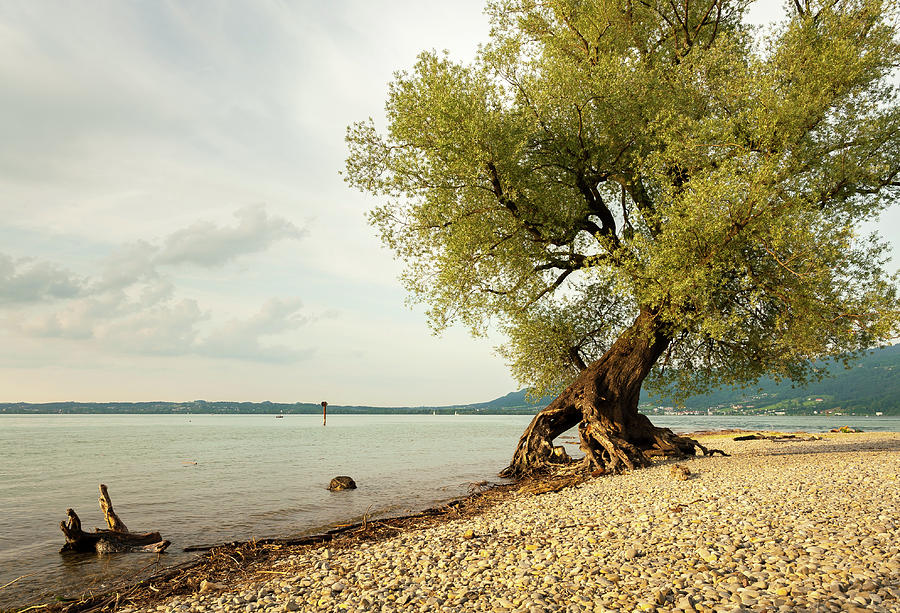 Willow At The Shore Of Lake Bodensee Photograph