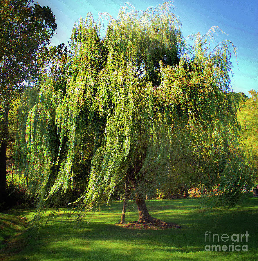 Willow In The Wind #4 Photograph by Skip Willits