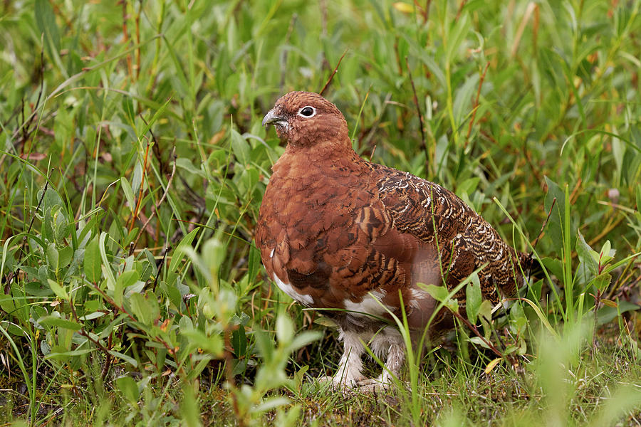Birds Photograph - Willow Ptarmigan by Doug Herr Birds Photograph - Willow Ptarmigan by Doug Herr