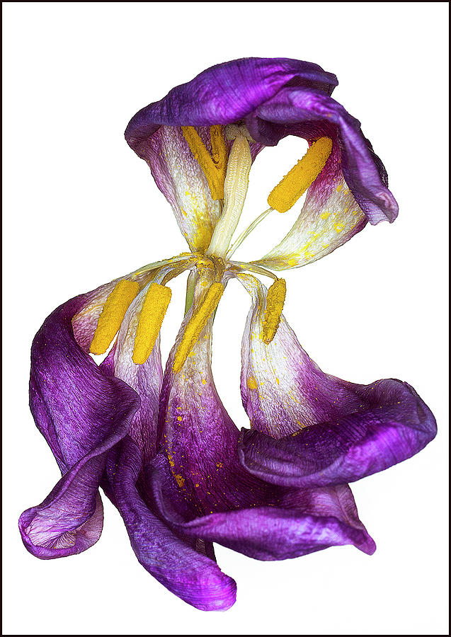 Wilting purple petaled tulip #2 Photograph by Anders Kustas