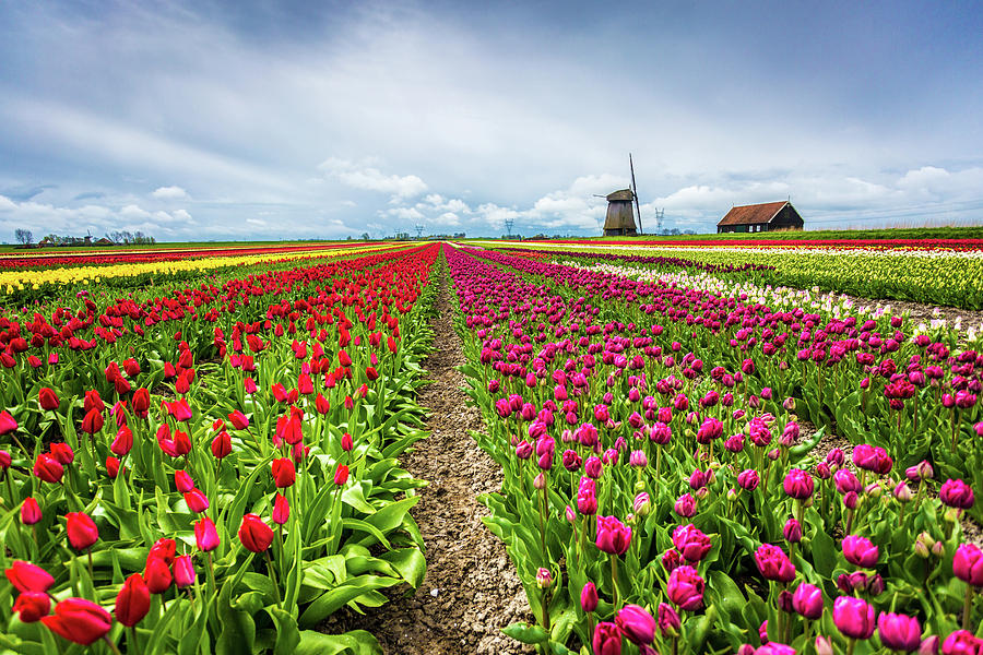 Windmills and Tulips, Holland #2 Photograph by Francesco Riccardo Iacomino