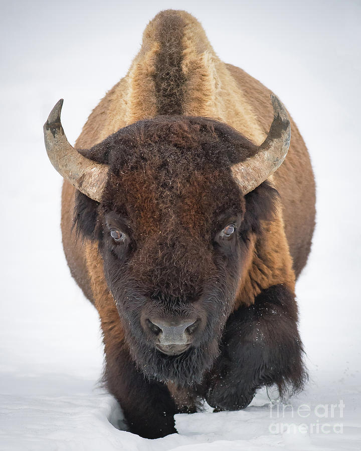Winter Bison #2 Photograph by Brad Schwarm