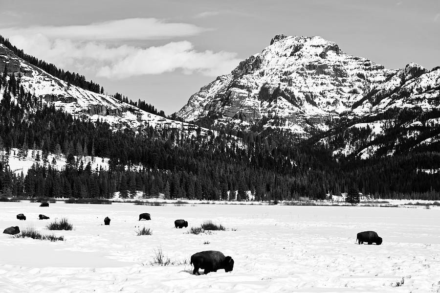 Winter Bison In Yellowstone #2 Photograph by Mountain Dreams