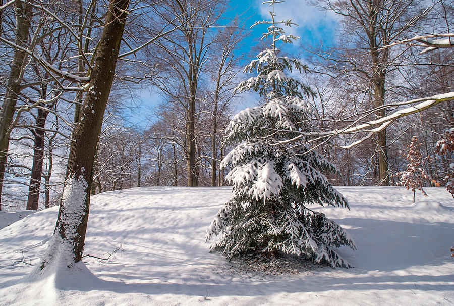 Winter Delight #2 Photograph by Jenny Rainbow