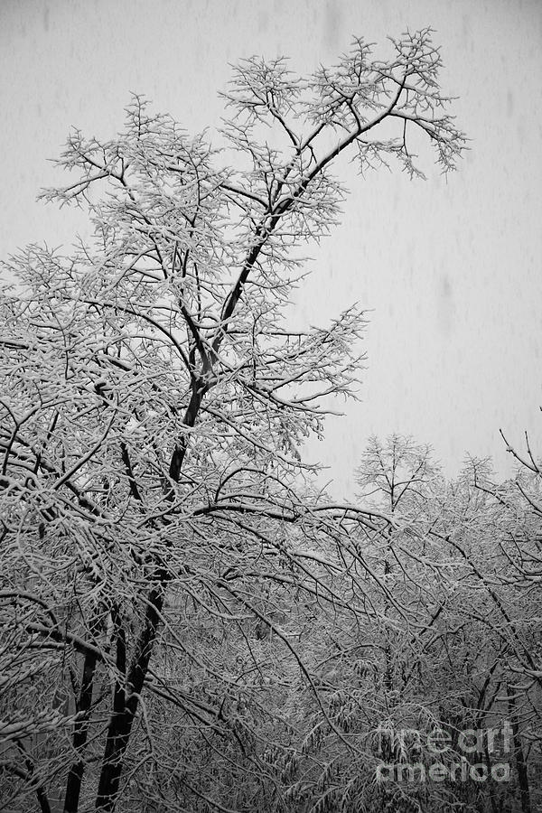 Winter Photograph - Winter #2 by Gabriela Insuratelu