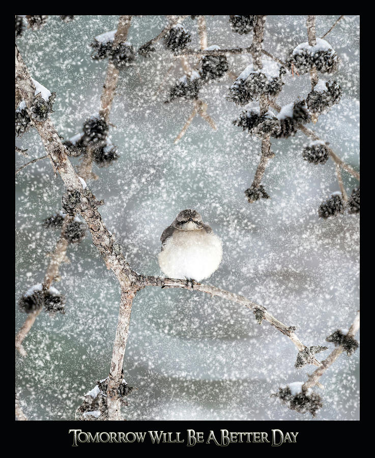 Winter Mockingbird #2 Photograph by Patrick Wolf