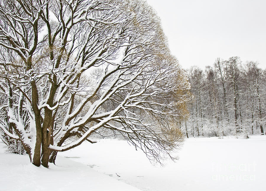 Winter park #3 Photograph by Irina Afonskaya