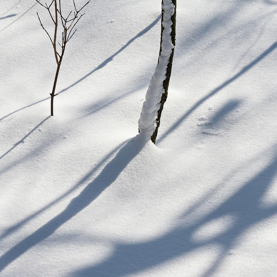Winter Scene - Abstract #1 Photograph by Shankar Adiseshan