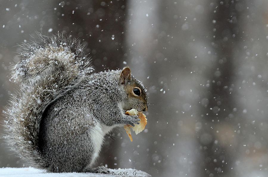 Winter Squirrel #2 Photograph by Diane Giurco