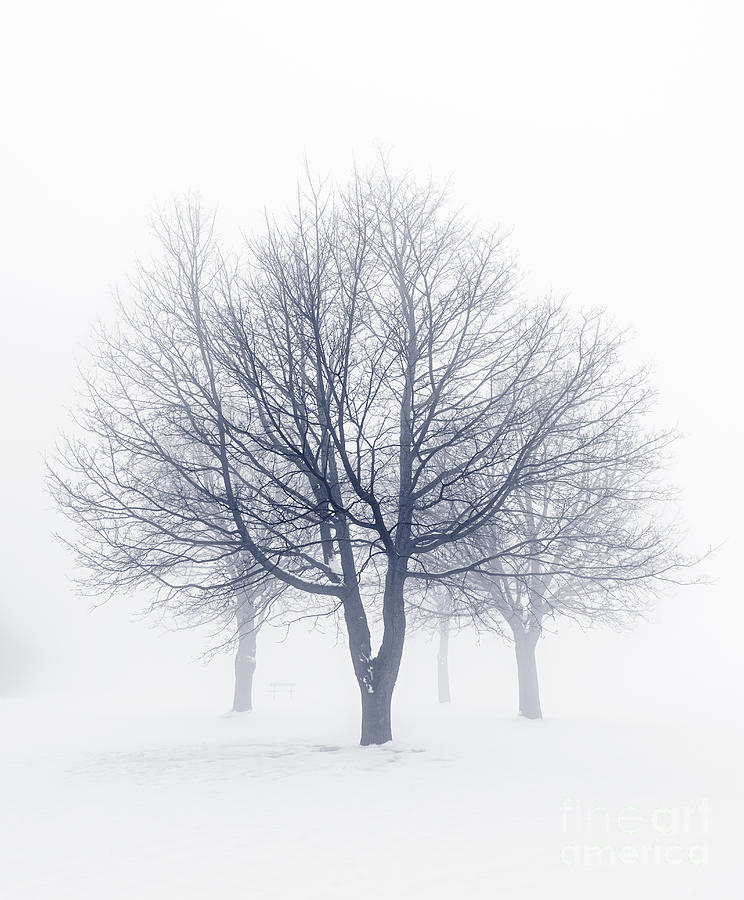 Trees Photograph - Winter trees in fog 8 by Elena Elisseeva