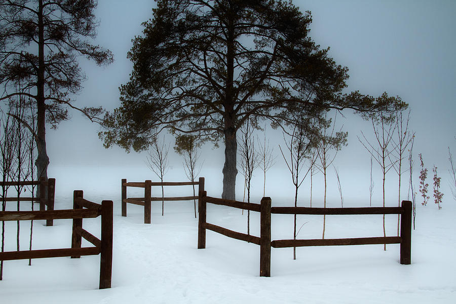 Winter Trees #2 Photograph by Douglas Pulsipher