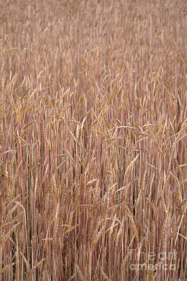 Winter Wheat #2 Photograph by Ted Kinsman