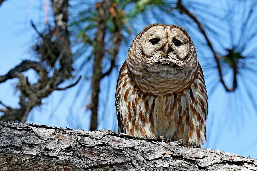 Owl Photograph - Wise Owl #2 by Ira Runyan