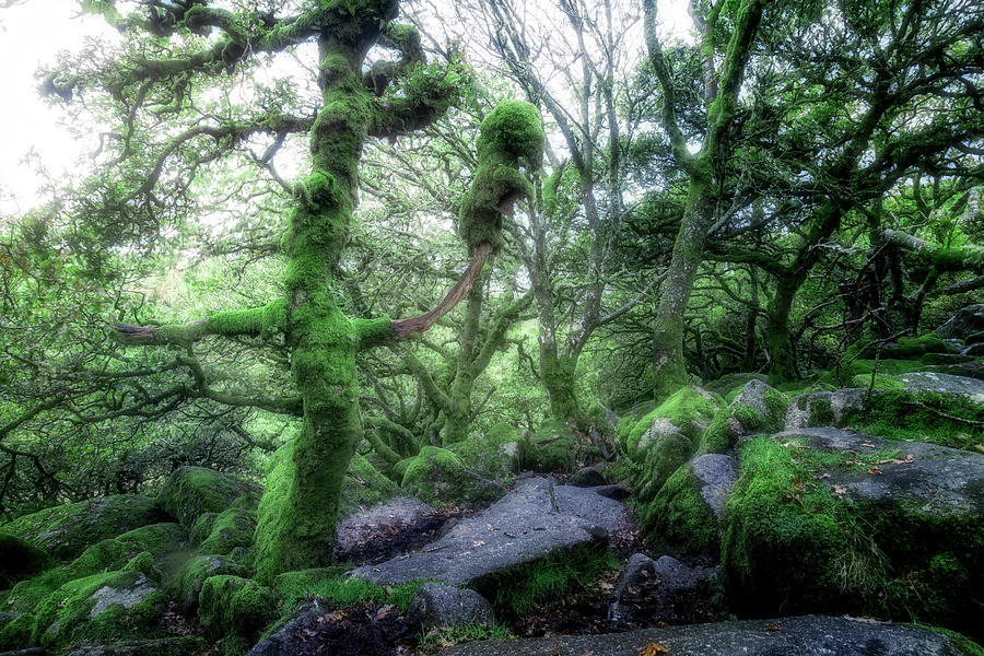 Wistmans Wood - Dartmoor #2 Photograph by Joana Kruse