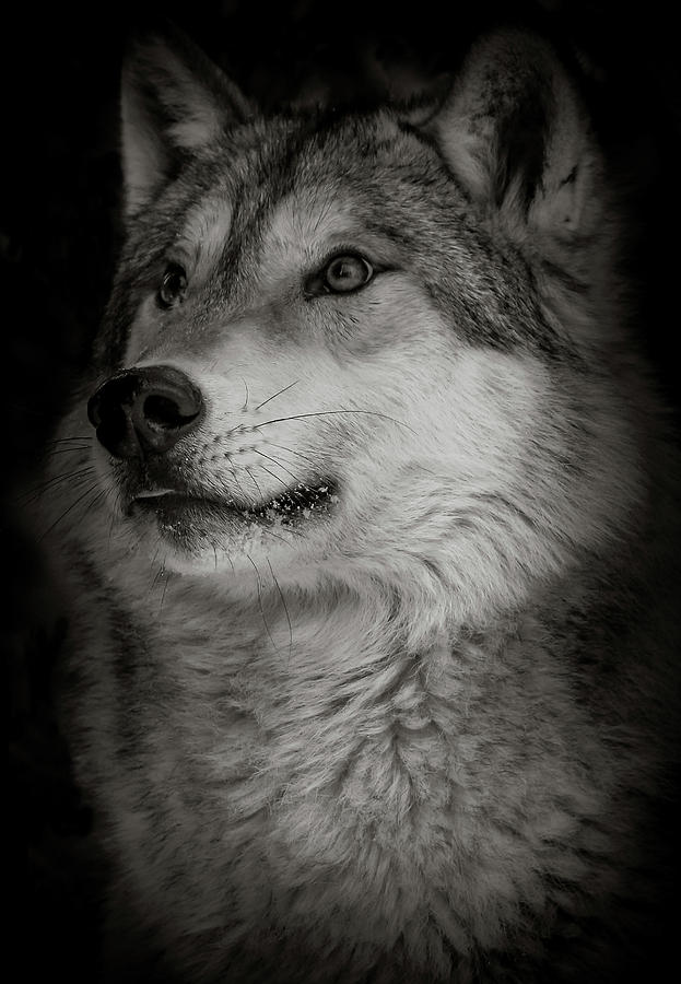 Wolf Close Up #2 Photograph by Athena Mckinzie