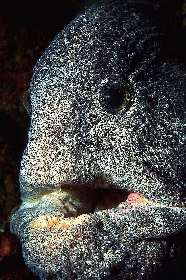 sea wolf eel
