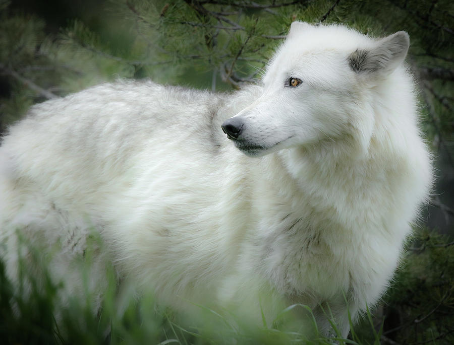 Wolf In The Wild #2 Photograph by Athena Mckinzie
