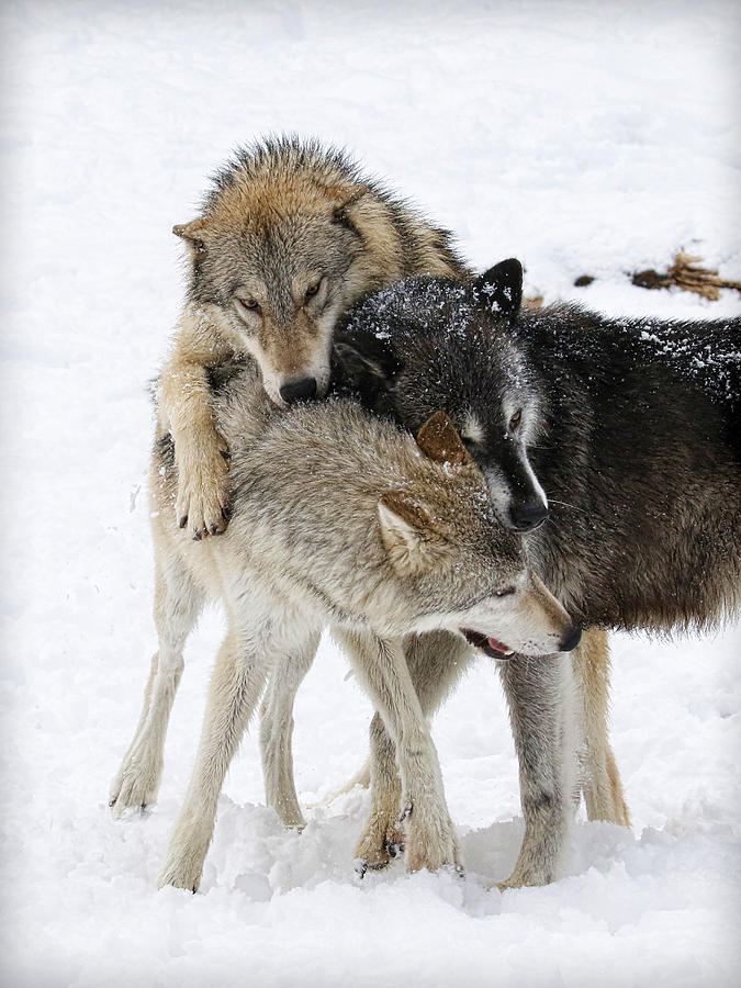 Wolf Pack #2 Photograph by Steve McKinzie