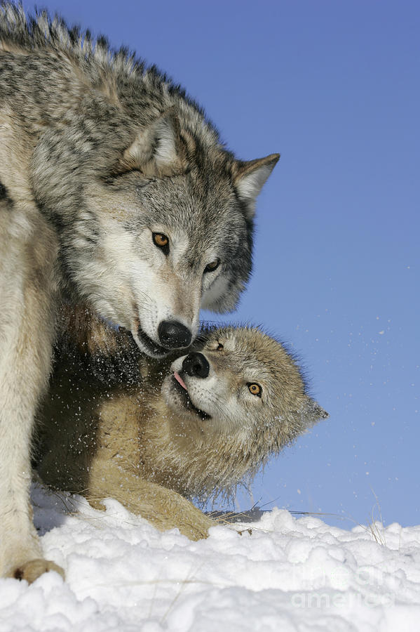 Wolf Social Behavior #2 Photograph by Jean-Louis Klein & Marie-Luce Hubert