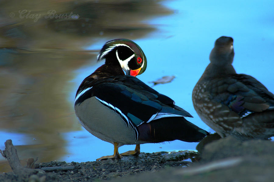 Wood Duck #2 Photograph by Clayton Bruster