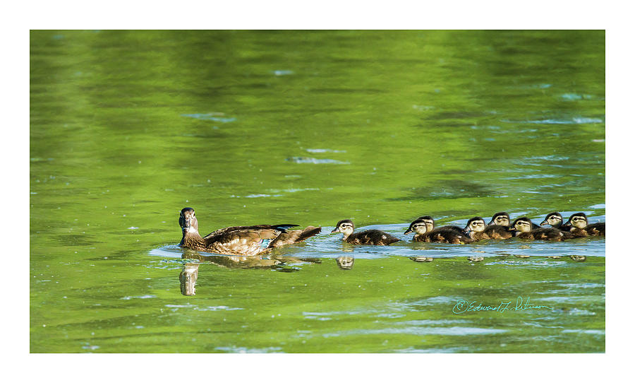 Wood Duck Family #2 Photograph by Ed Peterson