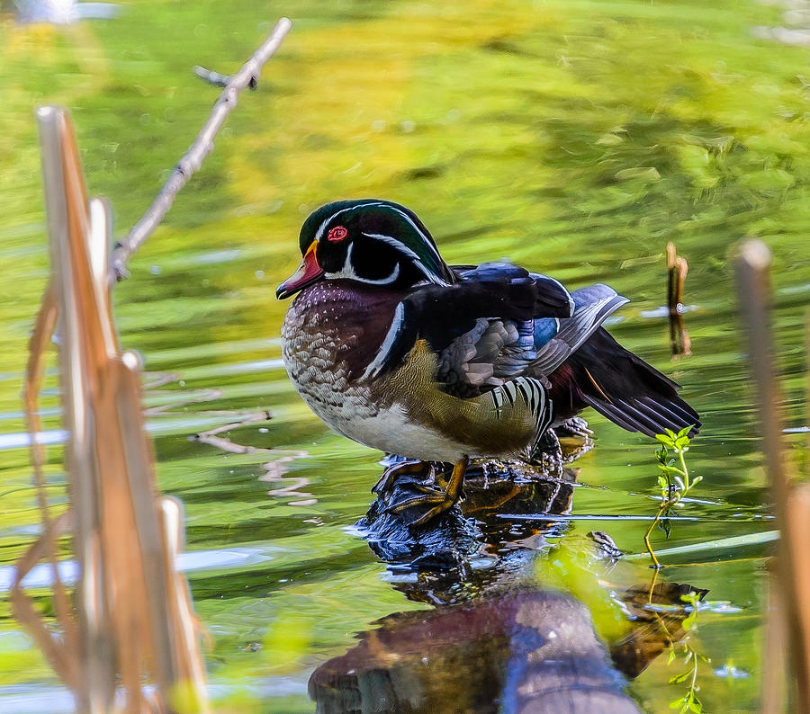 Wood Duck Photograph by Jerry Cahill