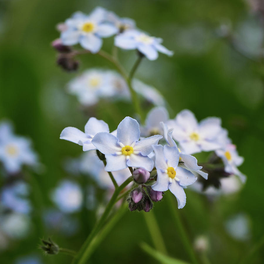 Wood forget me not #2 Photograph by Jouko Lehto