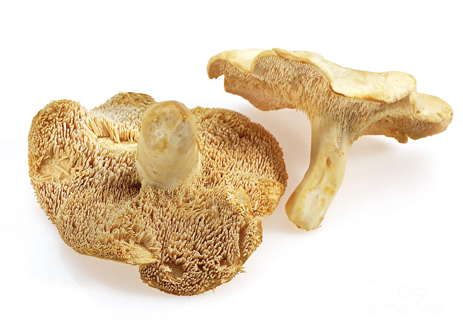 Wood Hedgehog Mushroom #2 Photograph by Gerard Lacz