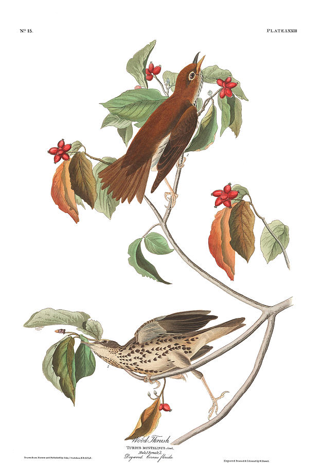 John James Audubon Painting - Wood Thrush #2 by John James Audubon