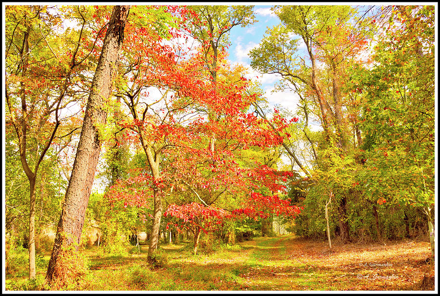 Woodland Path in Autumn  #2 Photograph by A Macarthur Gurmankin