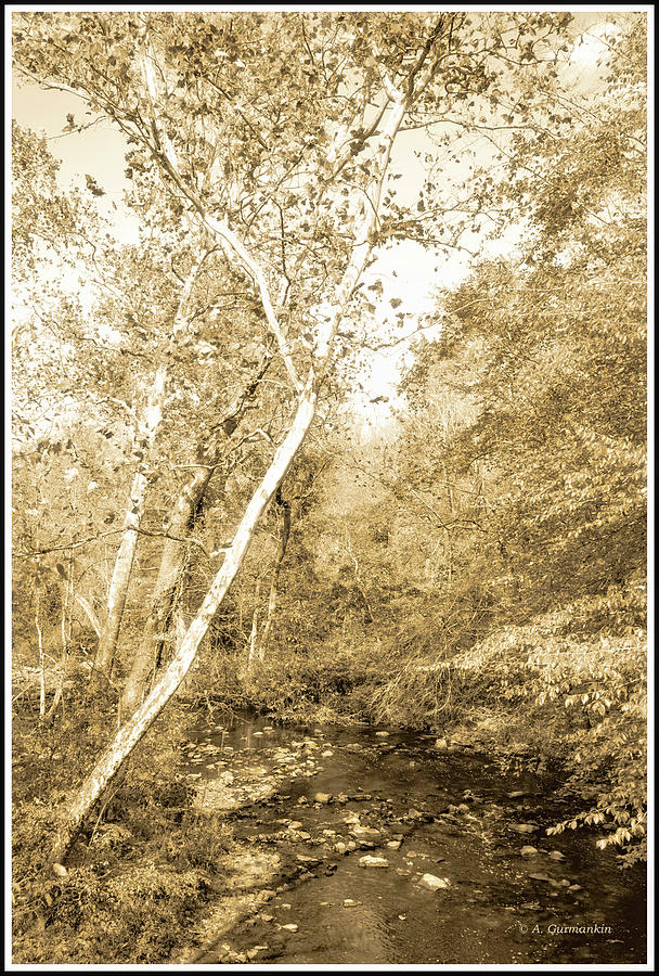 Woodland Stream in Fall, Montgomery County, Pennsylvania #2 Photograph by A Macarthur Gurmankin