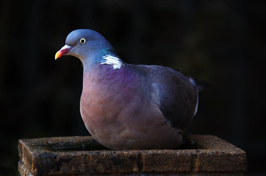 Woodpigeon #2 Photograph by Chris Day