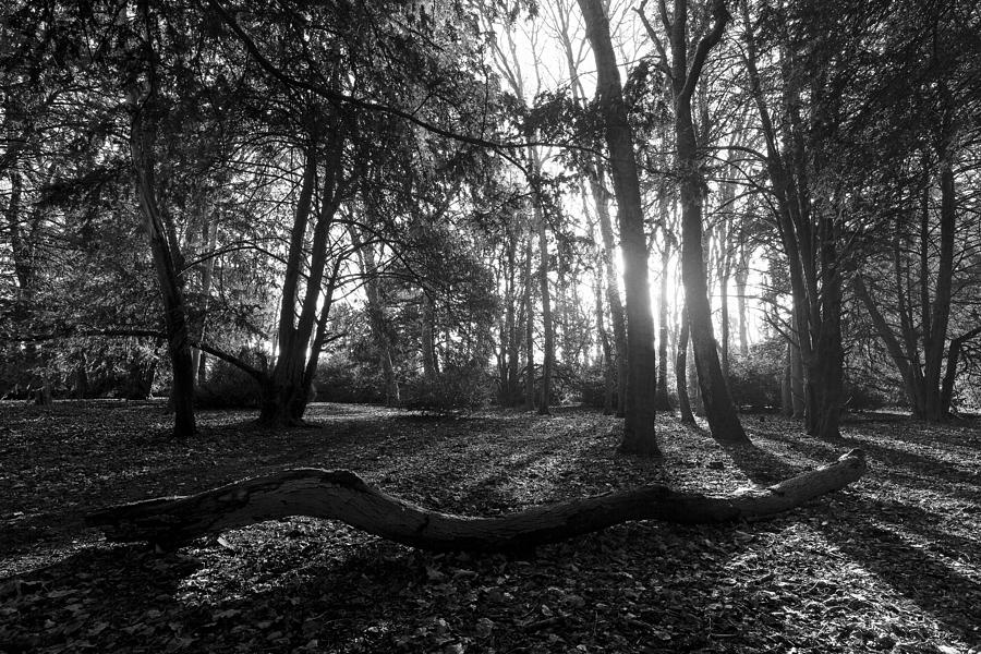 Woods #2 Photograph by David Harding