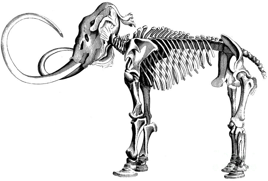Prehistoric Drawing - Woolly Mammoth Skeleton by English School