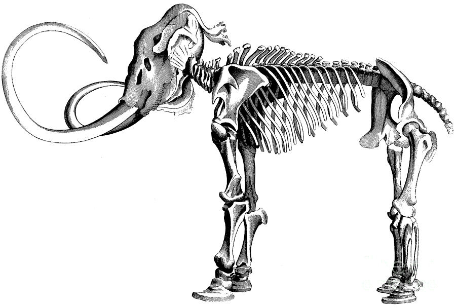 Mammoth Skeleton Drawing