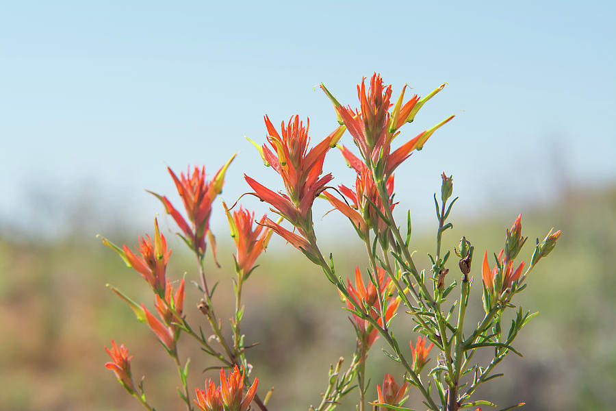 desert paintbrush