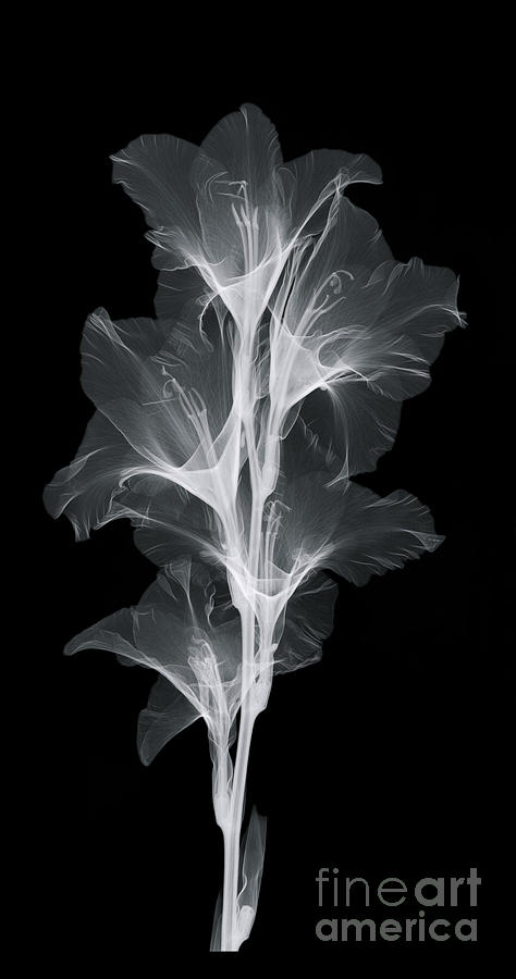 X-ray Of A Gladiola Flower #2 Photograph by Ted Kinsman - Pixels