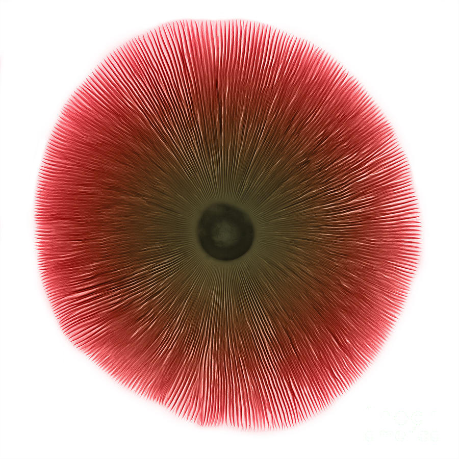 Mushroom Photograph - X-ray Of A Mushroom #2 by Ted Kinsman