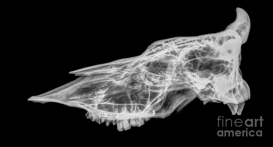 X-ray of a skull of a cow  #2 Photograph by Guy Viner