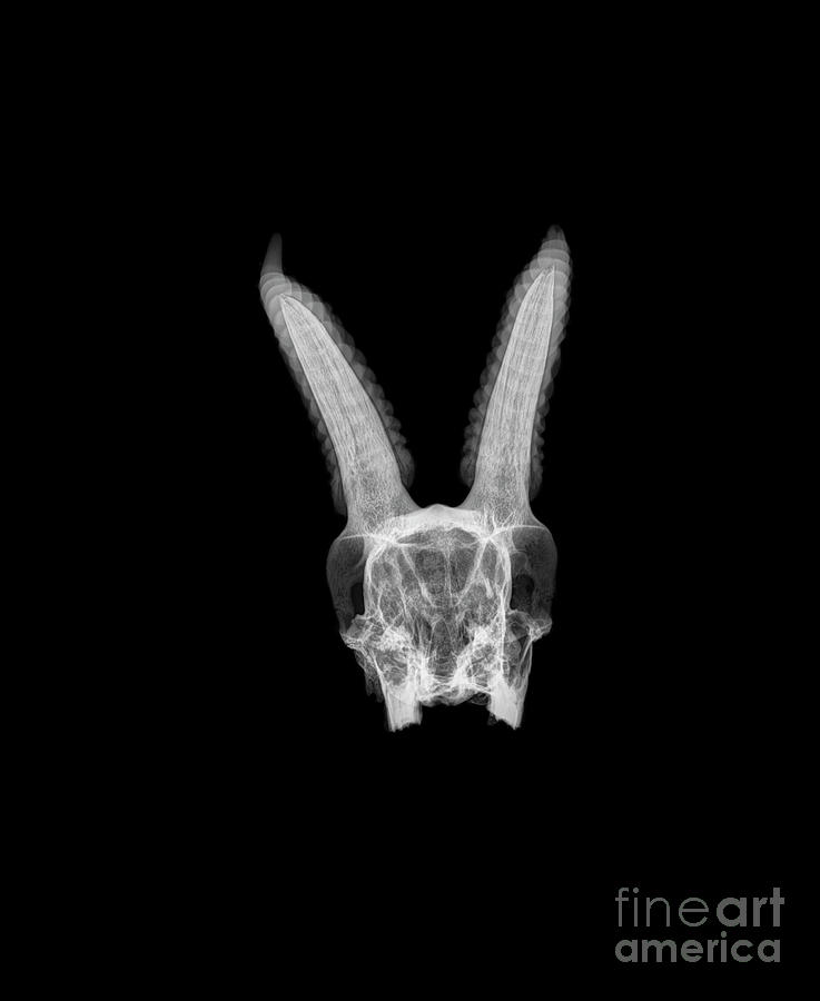 X-ray of a skull of a gazelle #2 Photograph by Guy Viner