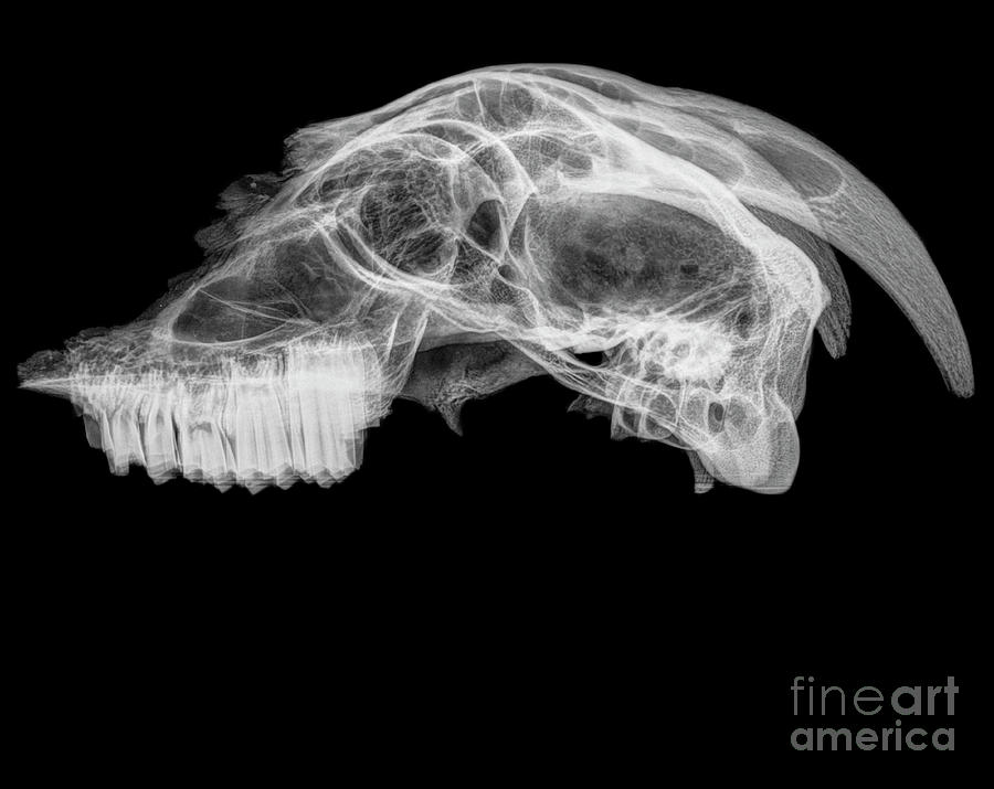 X-ray of a skull of a goat  #2 Photograph by Guy Viner