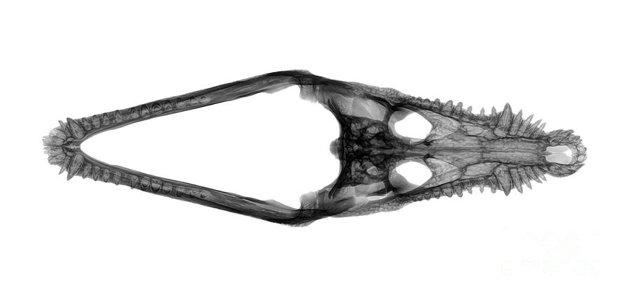 X-ray of a skull of a Nile crocodile  #2 Photograph by Guy Viner