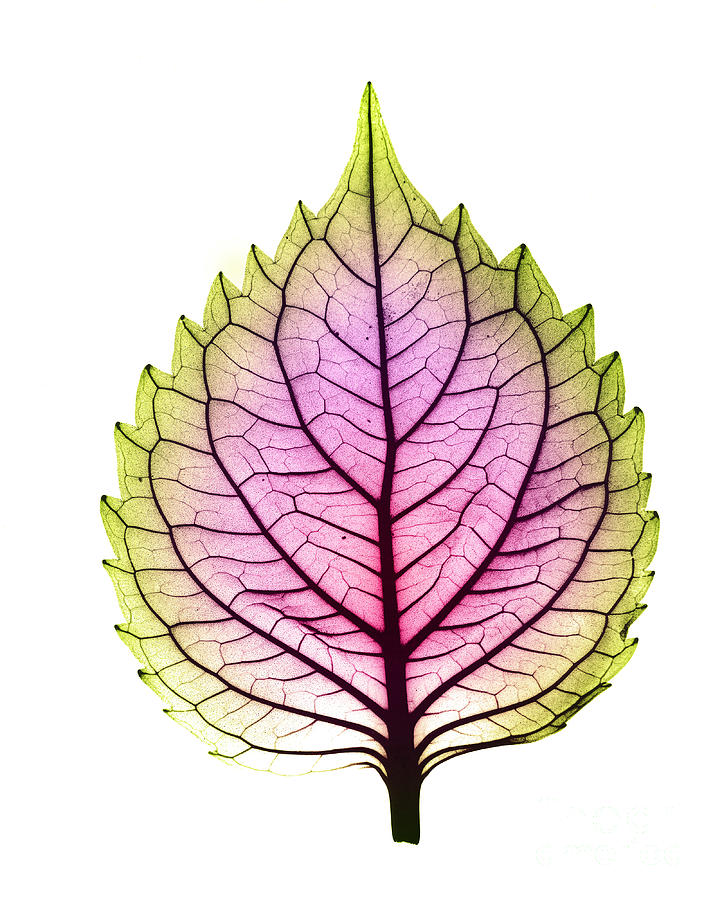 X-ray Of Coleus Leaf #2 Photograph by Bert Myers
