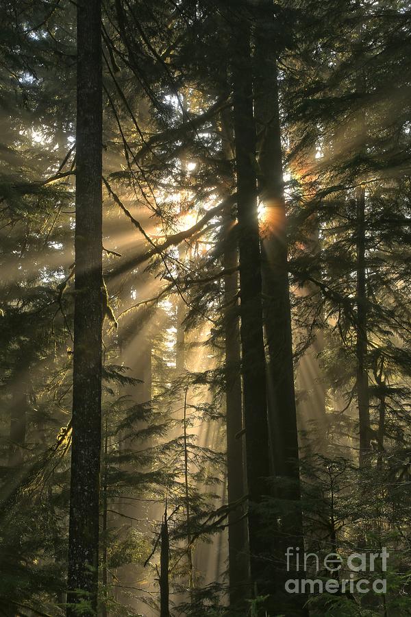 Sol Duc Sunbeams Photograph by Adam Jewell