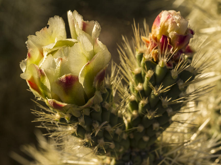 Yellow Cactus Flower #2 Photograph by Jean Noren